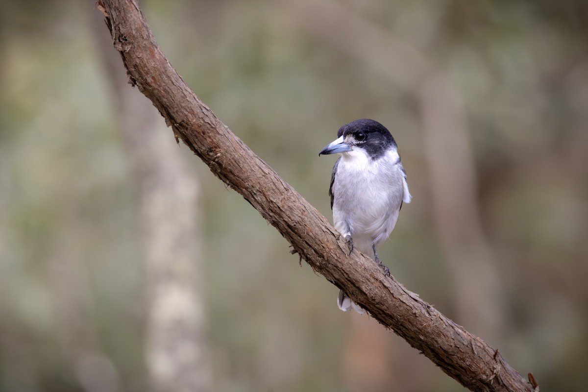 Gray Butcherbird - ML620878857