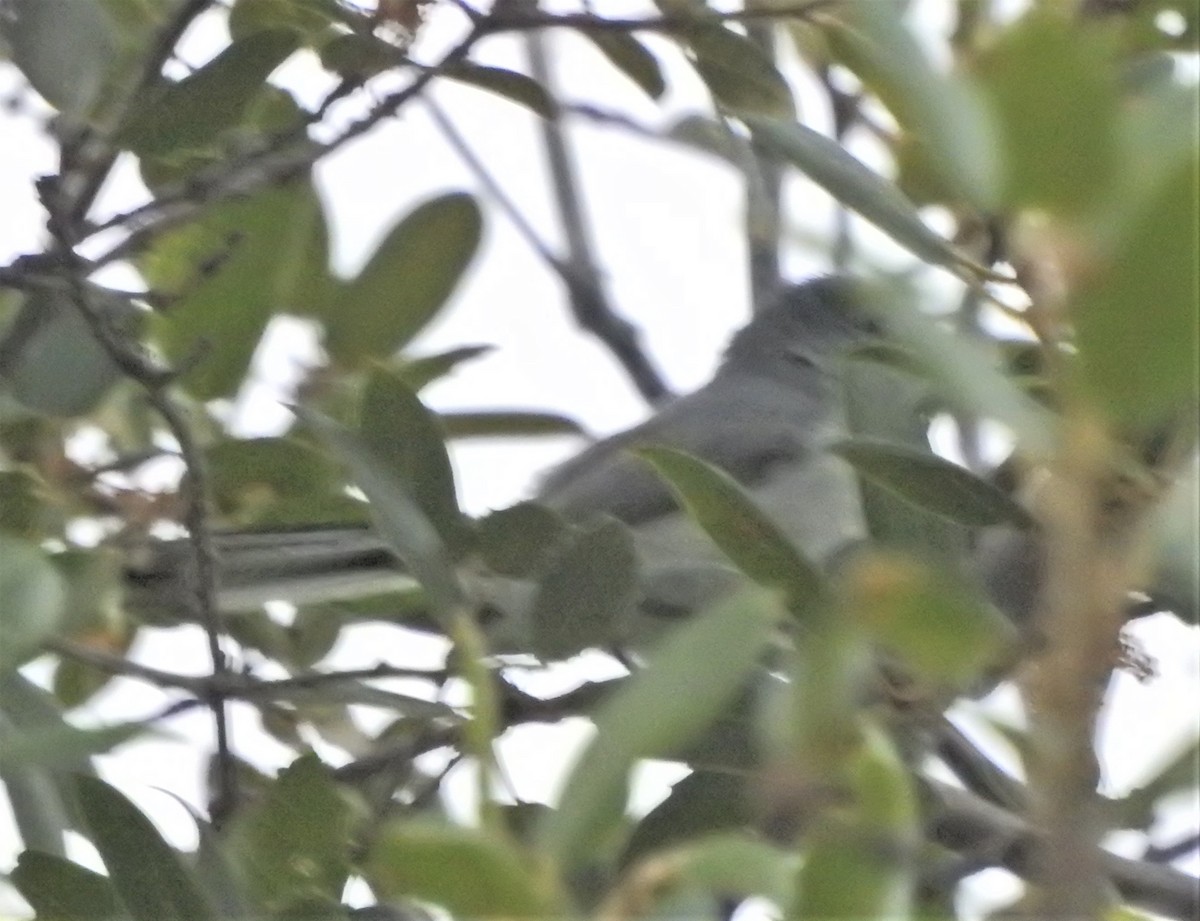 Blue-gray Gnatcatcher (obscura Group) - ML620878861