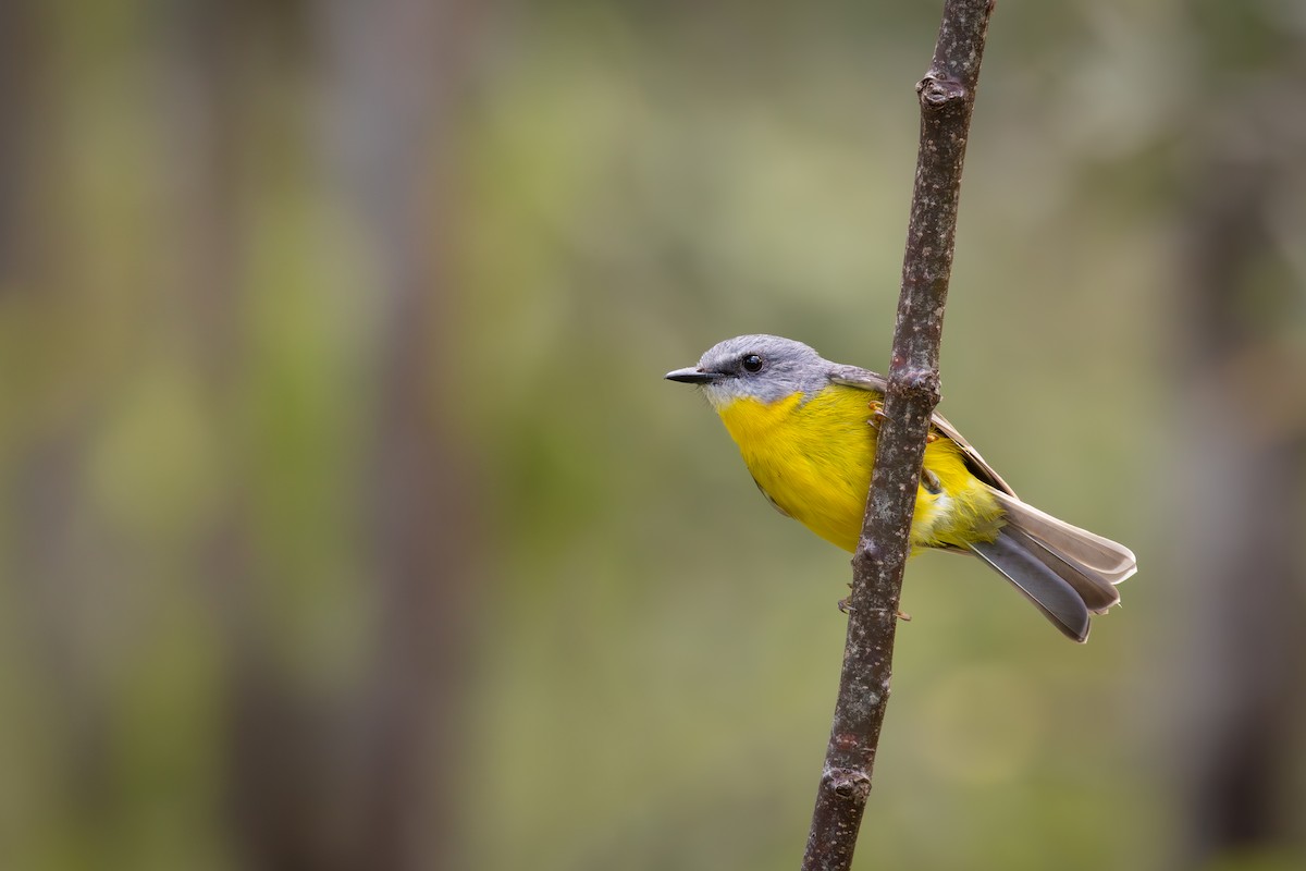 Eastern Yellow Robin - ML620878875