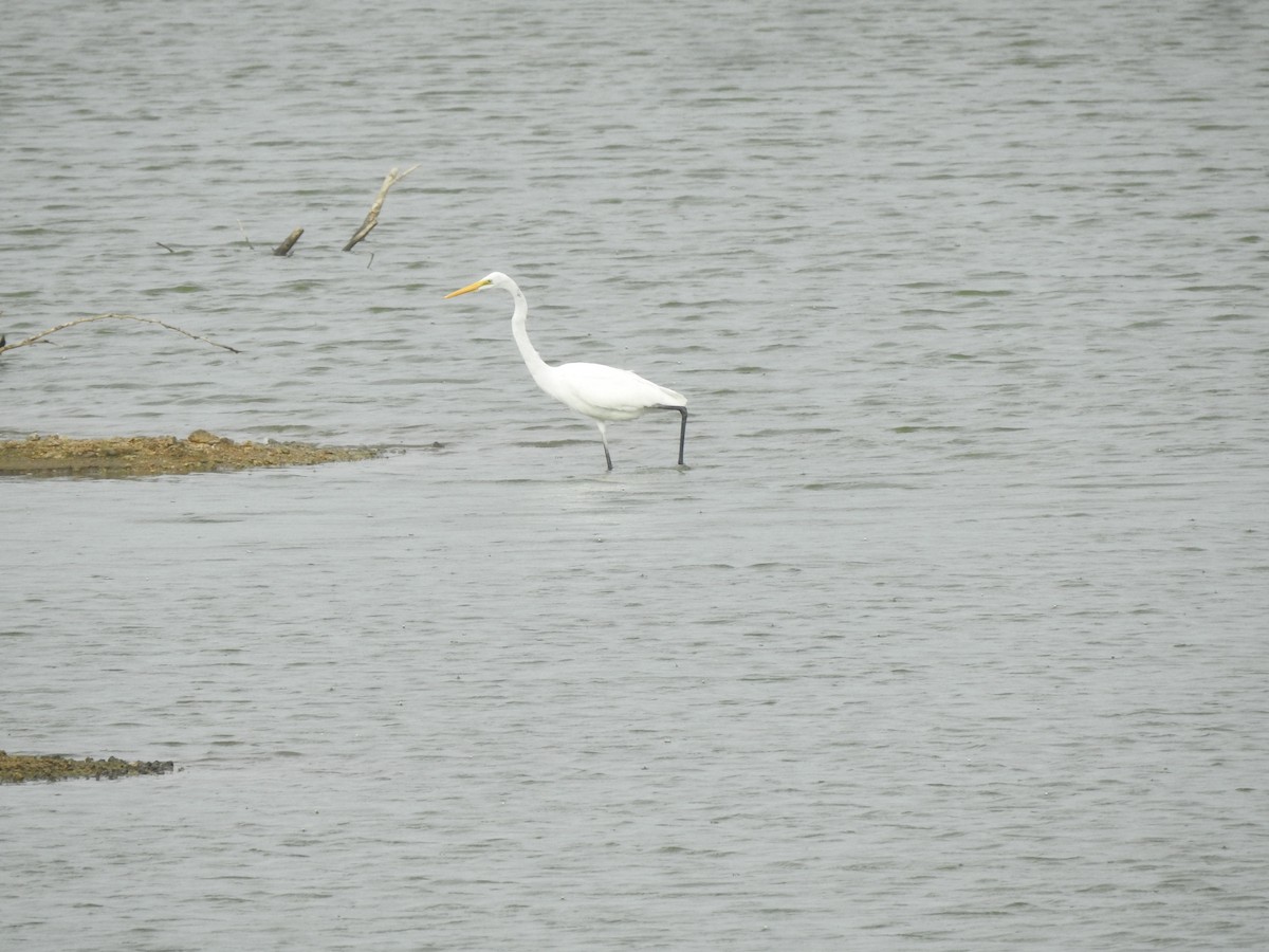 Great Egret - ML620878877