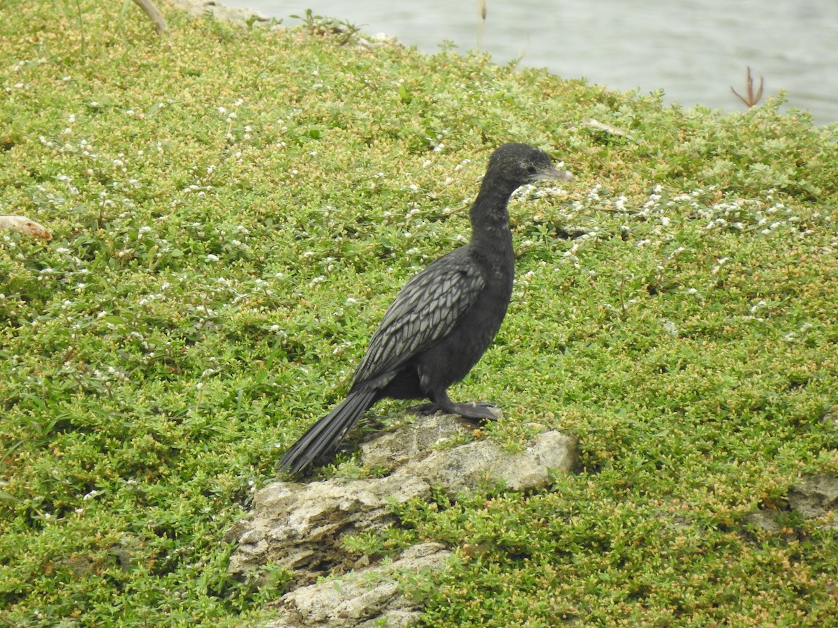 Little Cormorant - ML620878888