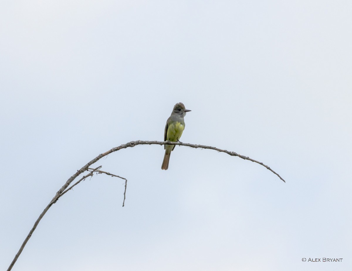 Great Crested Flycatcher - ML620878889