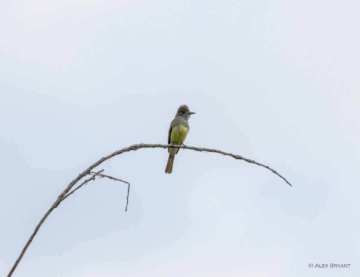 Great Crested Flycatcher - Alex Bryant