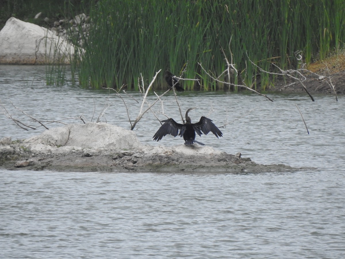 Orient-Schlangenhalsvogel - ML620878891