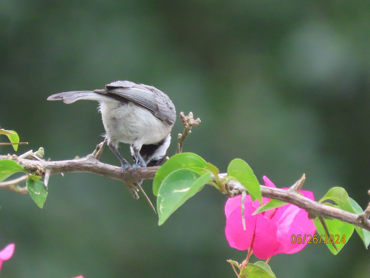 Carolina Chickadee - ML620878899