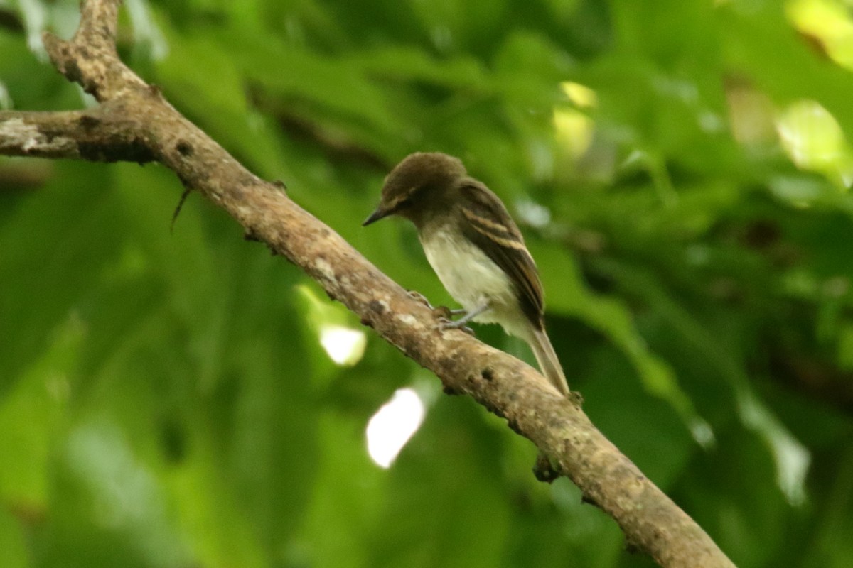 Fuscous Flycatcher - ML620878909