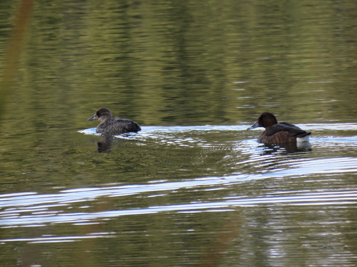 Blue-billed Duck - ML620878910