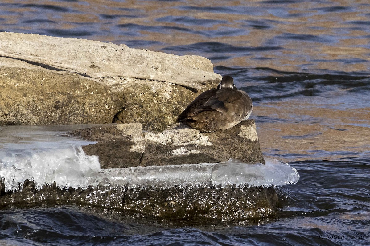 Harlequin Duck - ML620878914