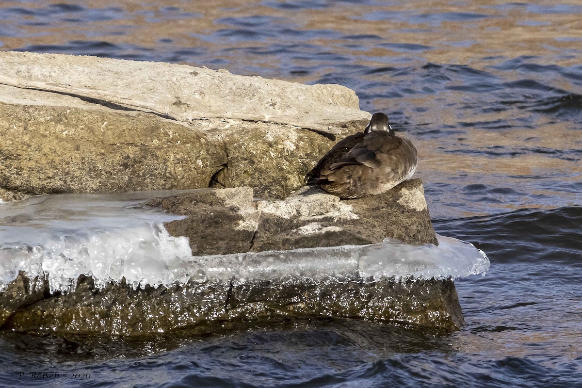 Harlequin Duck - ML620878916