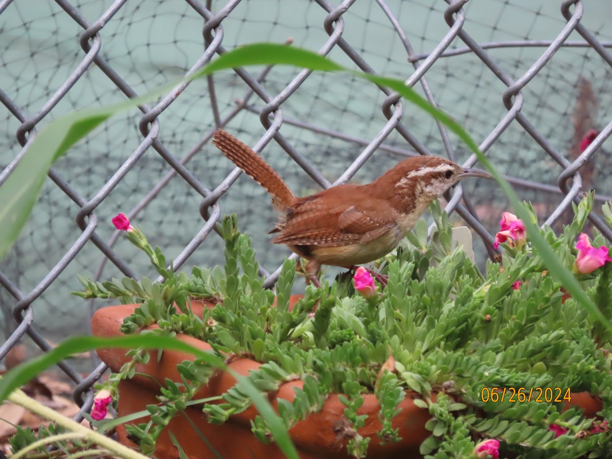 Carolina Wren - ML620878920