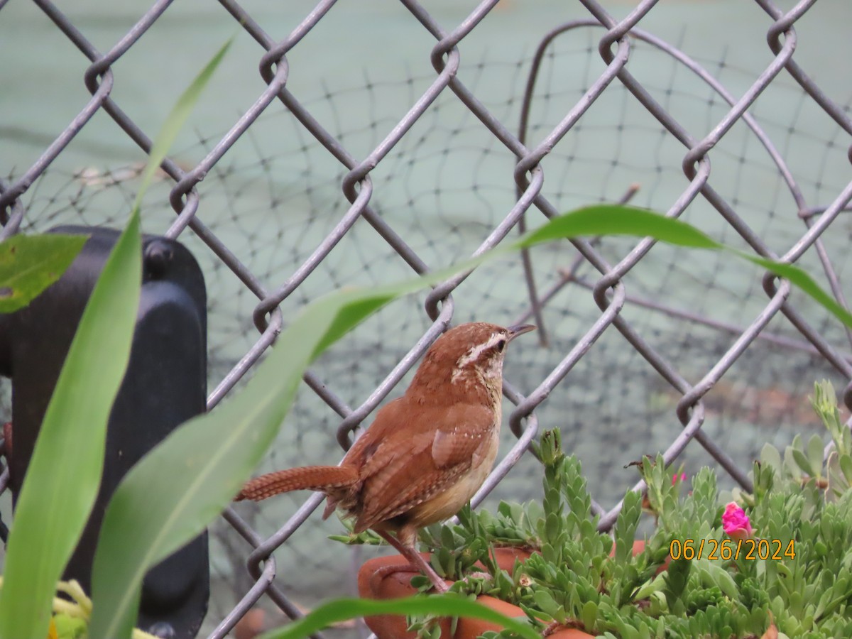 Carolina Wren - ML620878923