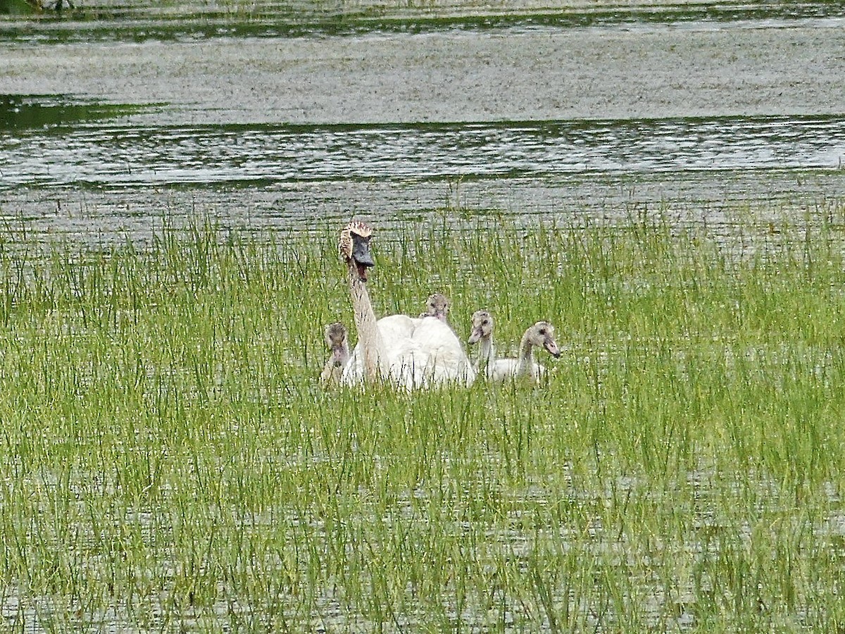 Trumpeter Swan - ML620878925