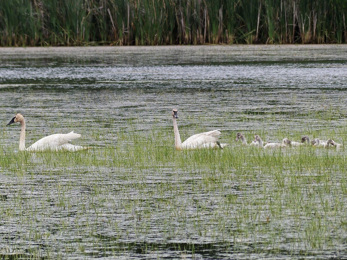 Cisne Trompetero - ML620878927