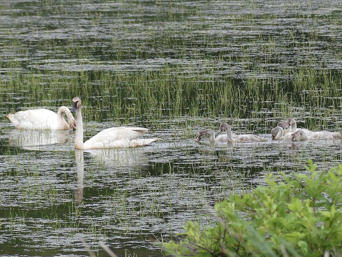 Trumpeter Swan - ML620878930