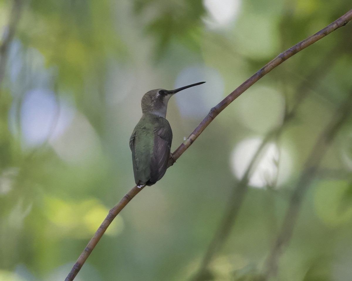 Black-chinned Hummingbird - ML620878936