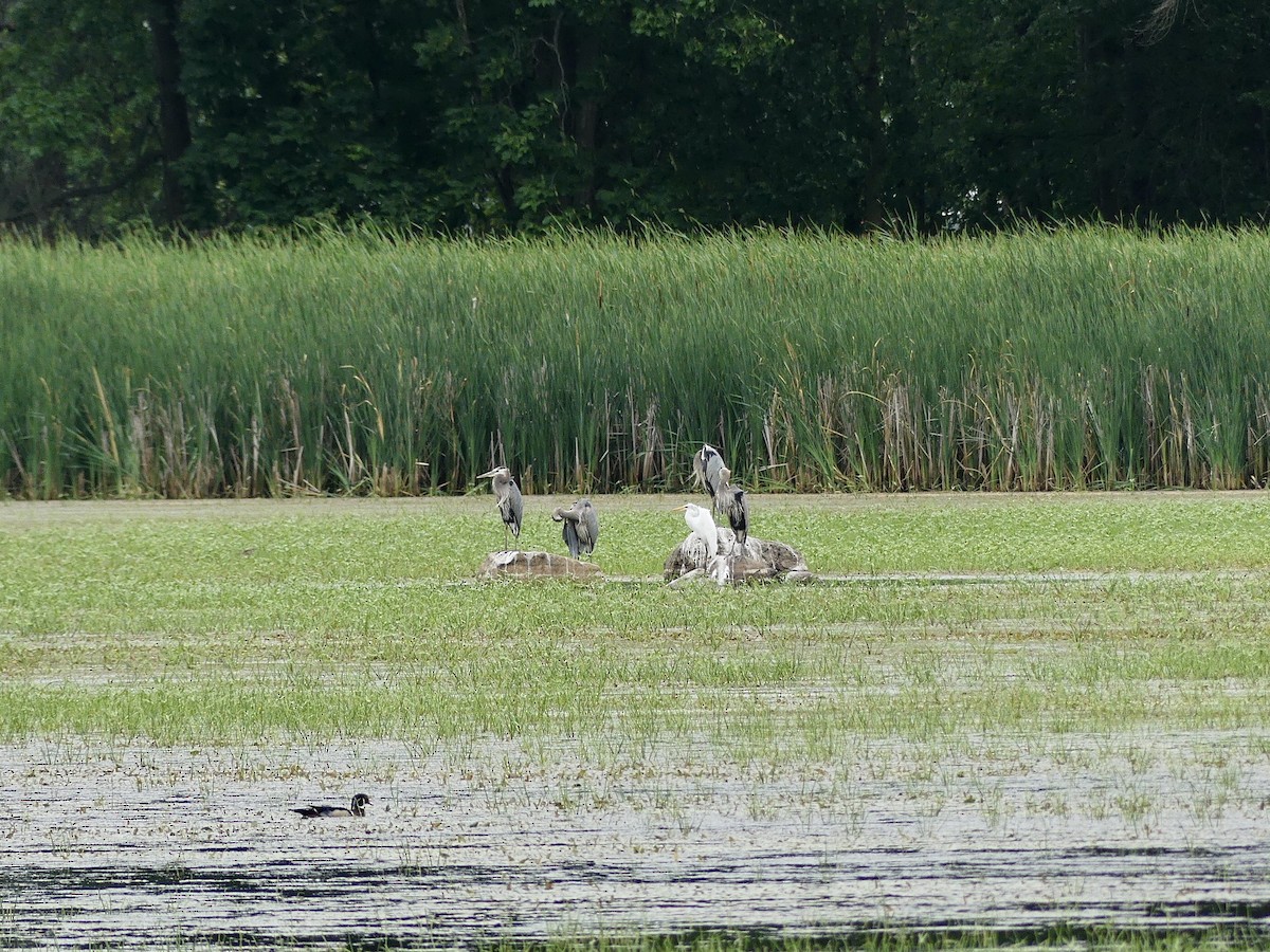 Great Blue Heron (Great Blue) - ML620878941