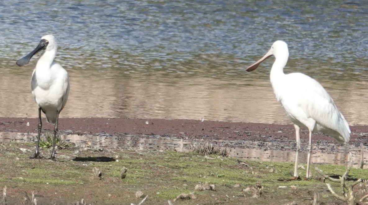 Yellow-billed Spoonbill - ML620878942