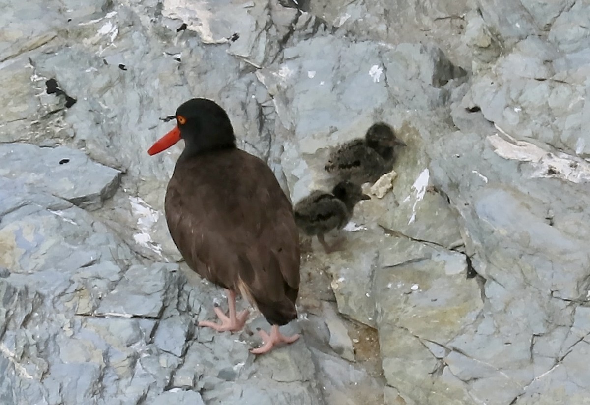 Black Oystercatcher - ML620878943