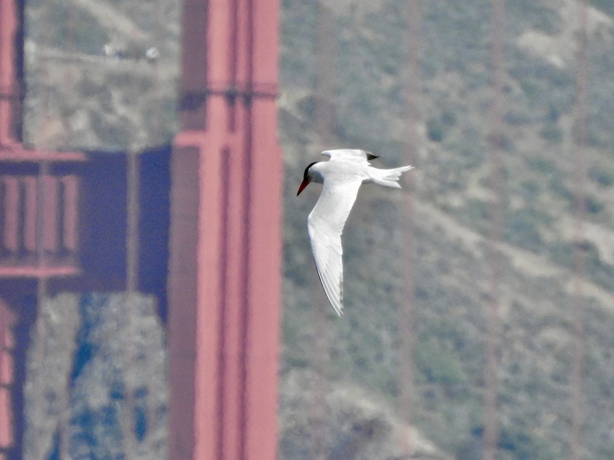 Caspian Tern - ML620878944