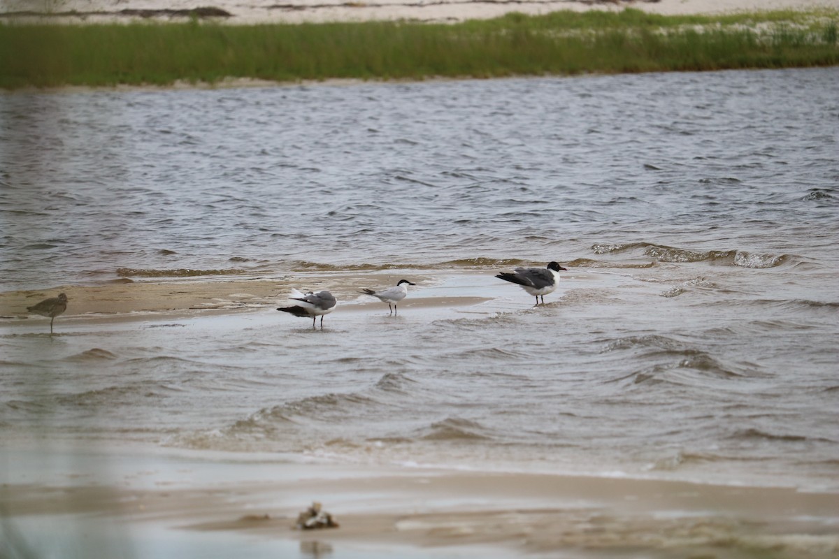 Gull-billed Tern - ML620878946