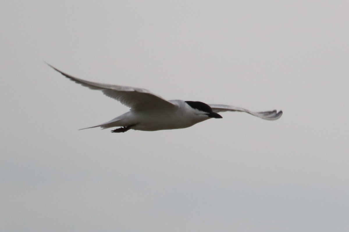 Gull-billed Tern - ML620878949
