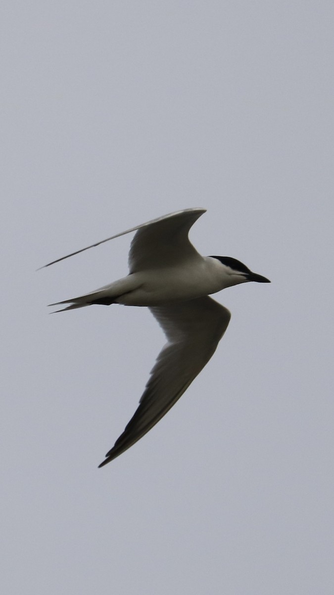 Gull-billed Tern - Drew Pflughoft
