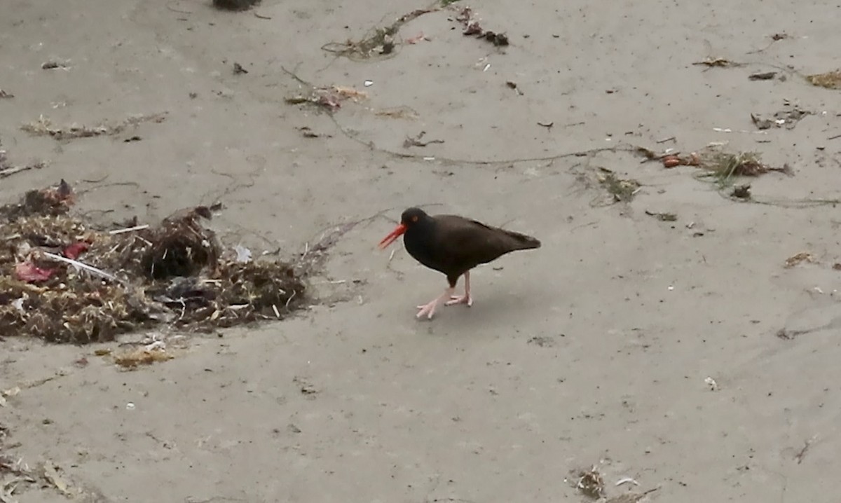 Black Oystercatcher - ML620878953