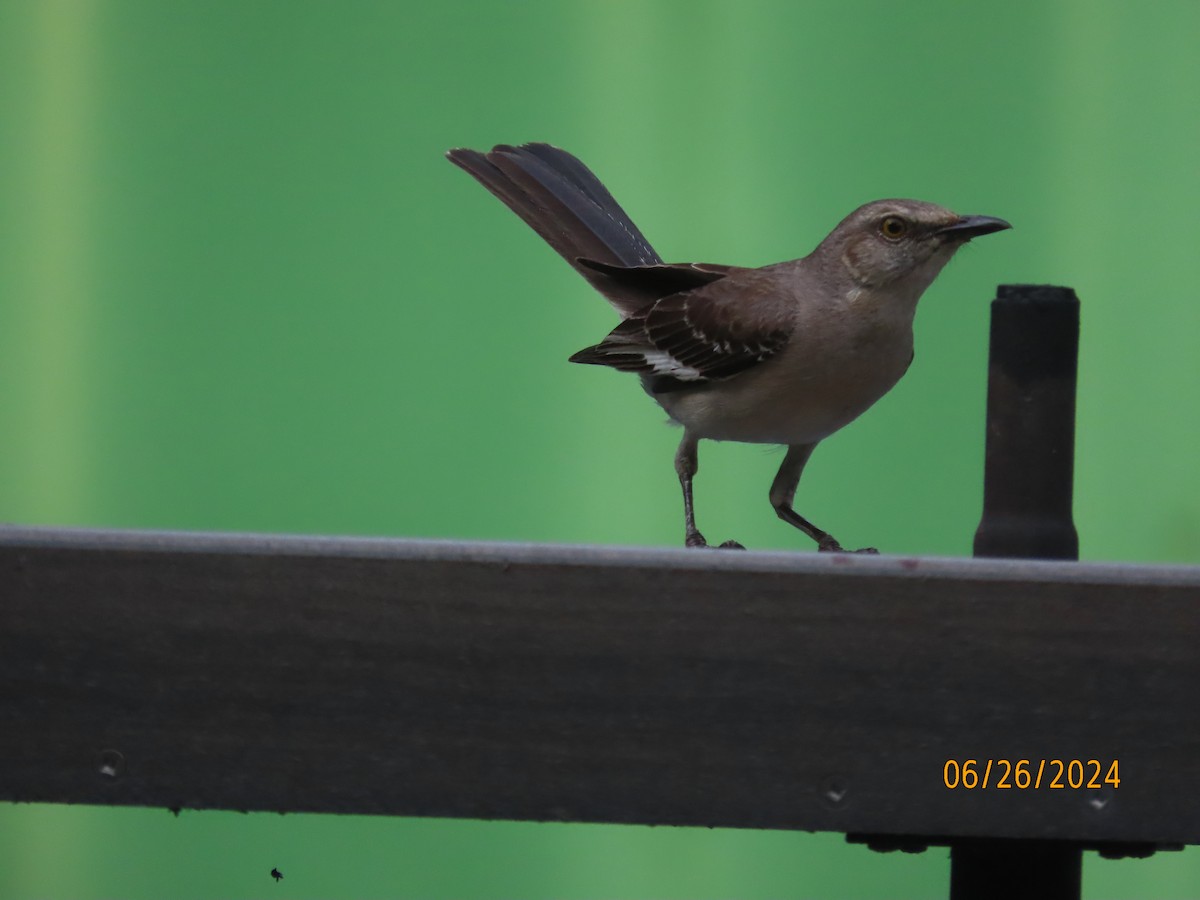 Northern Mockingbird - ML620878954