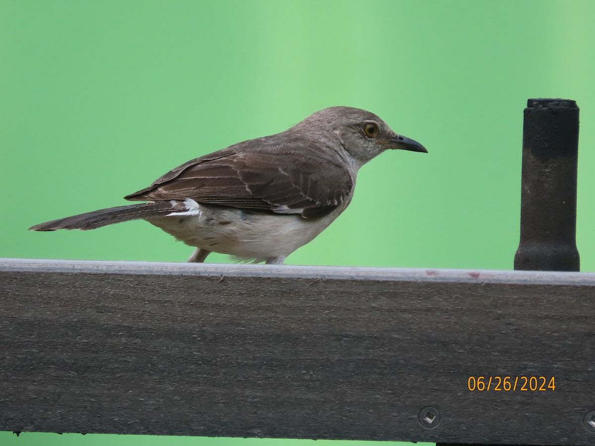 Northern Mockingbird - ML620878955