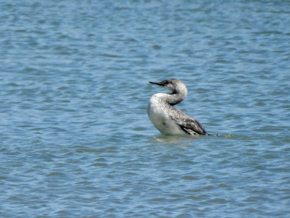 Red-throated Loon - ML620878958