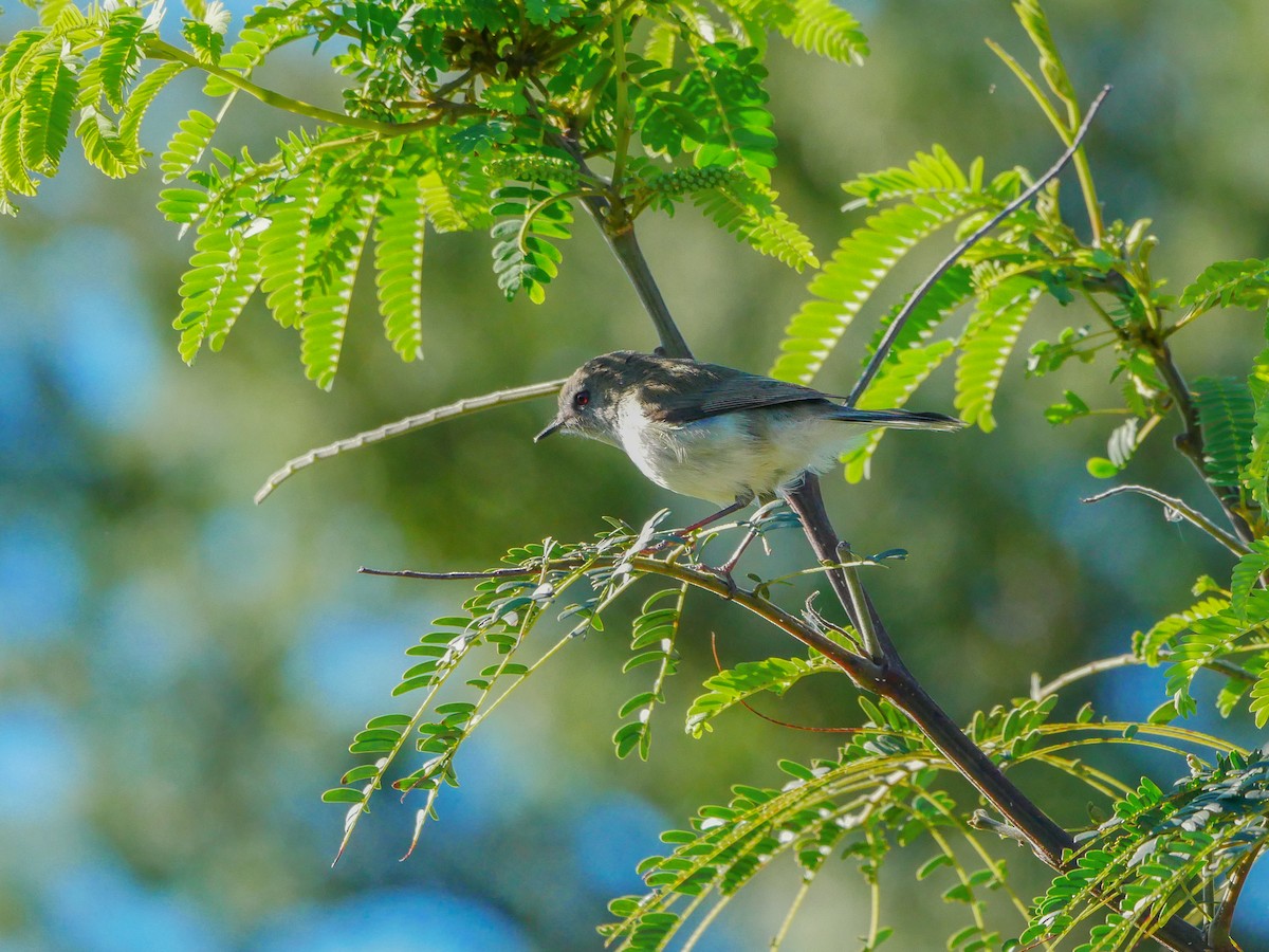 Gray Gerygone - ML620878967