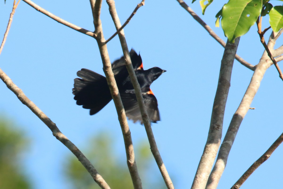 Red-shouldered Tanager - ML620878969