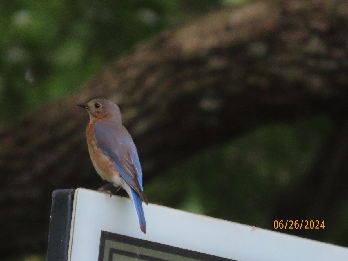 Eastern Bluebird - ML620878974