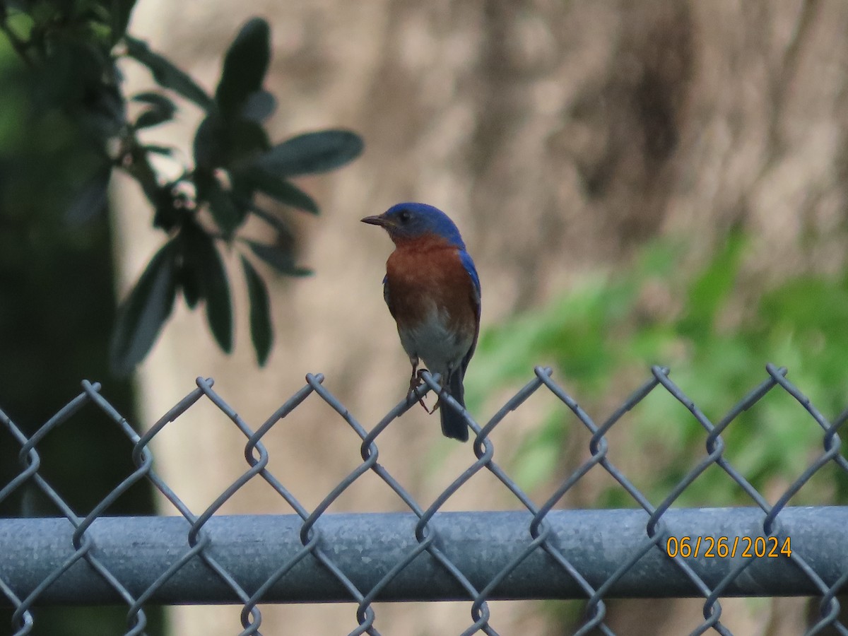 Eastern Bluebird - ML620878975