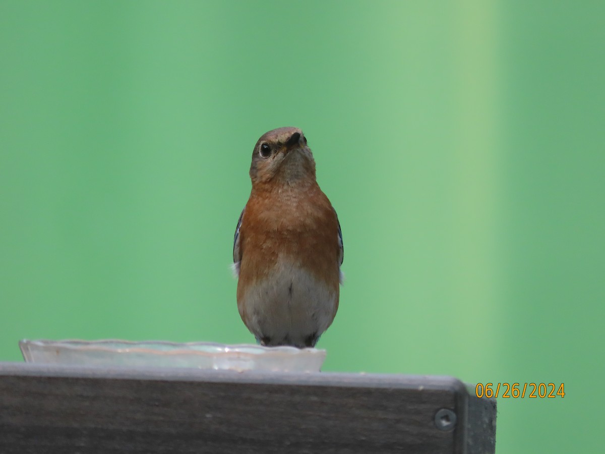 Eastern Bluebird - ML620878978