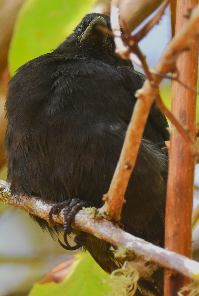 Common Cactus-Finch - ML620878983