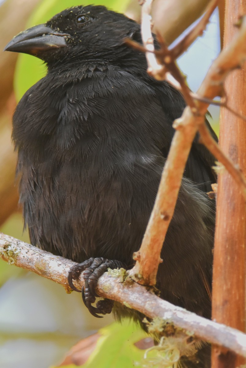 Common Cactus-Finch - ML620878984