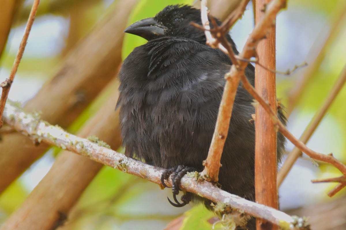 Common Cactus-Finch - ML620878985