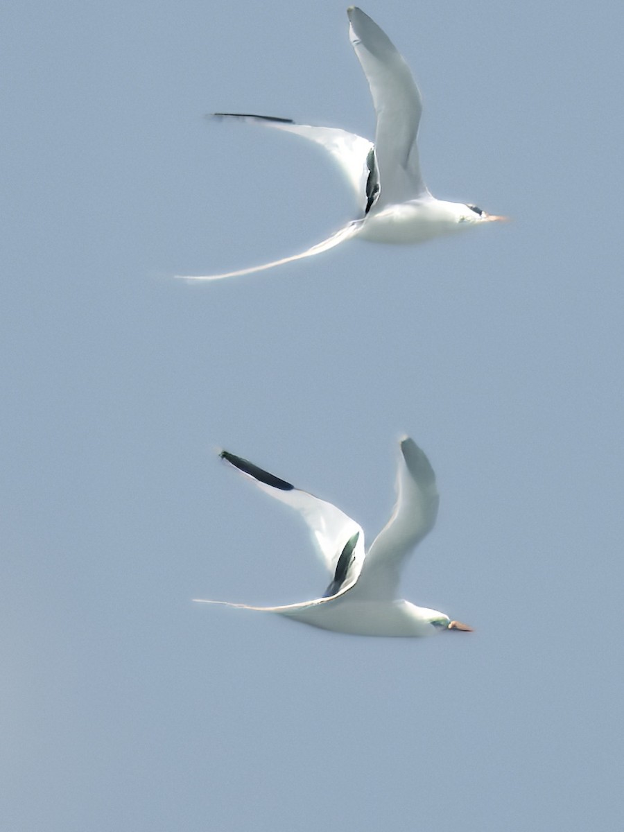 White-tailed Tropicbird - ML620878987