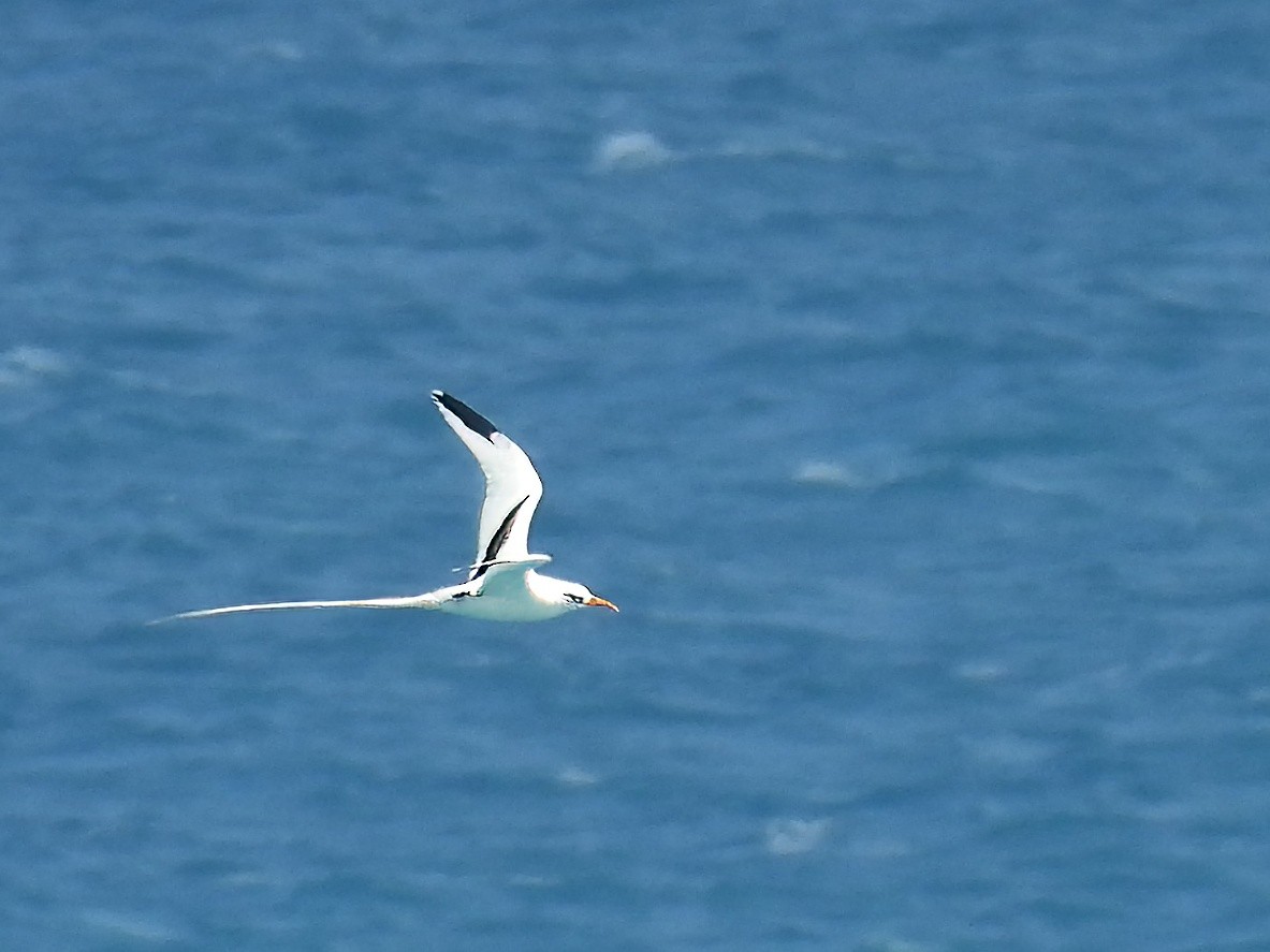 White-tailed Tropicbird - ML620878988