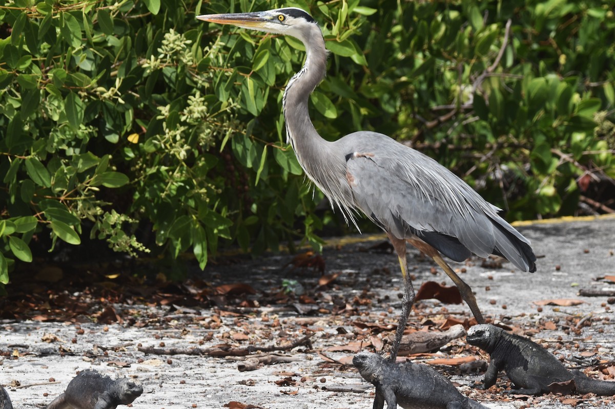 Great Blue Heron - ML620878995