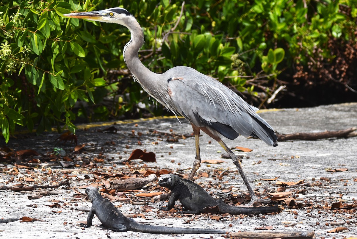 Great Blue Heron - ML620878996