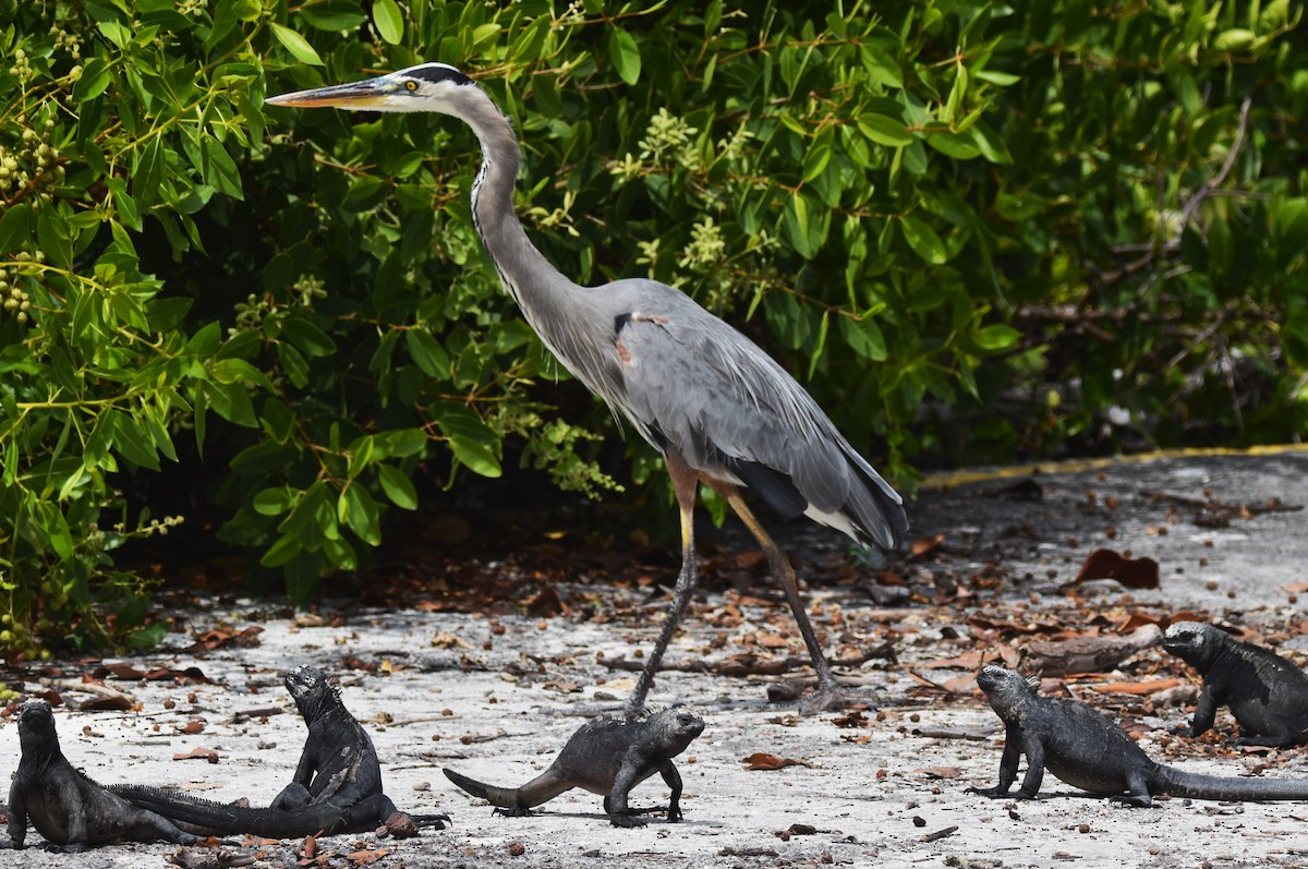 Great Blue Heron - ML620878997