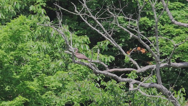 Brown Booby - ML620878998