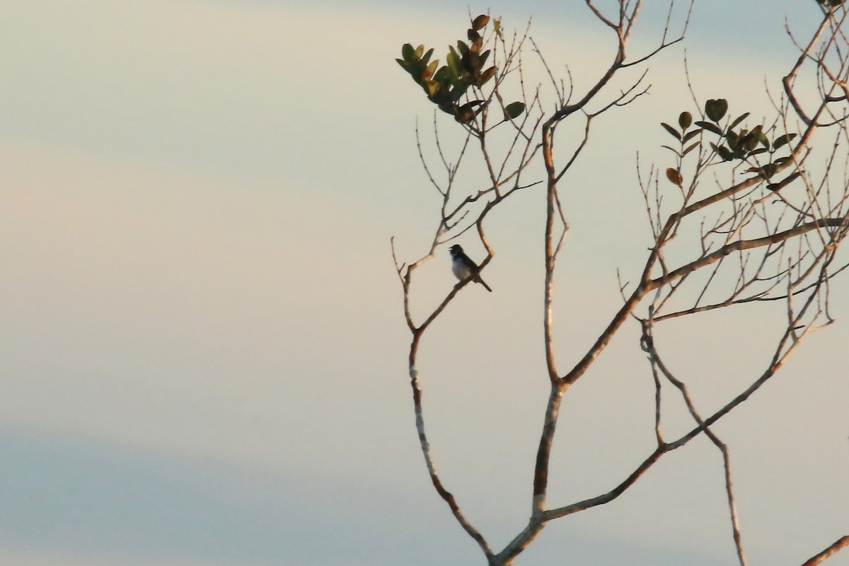 White-naped Seedeater - ML620879000