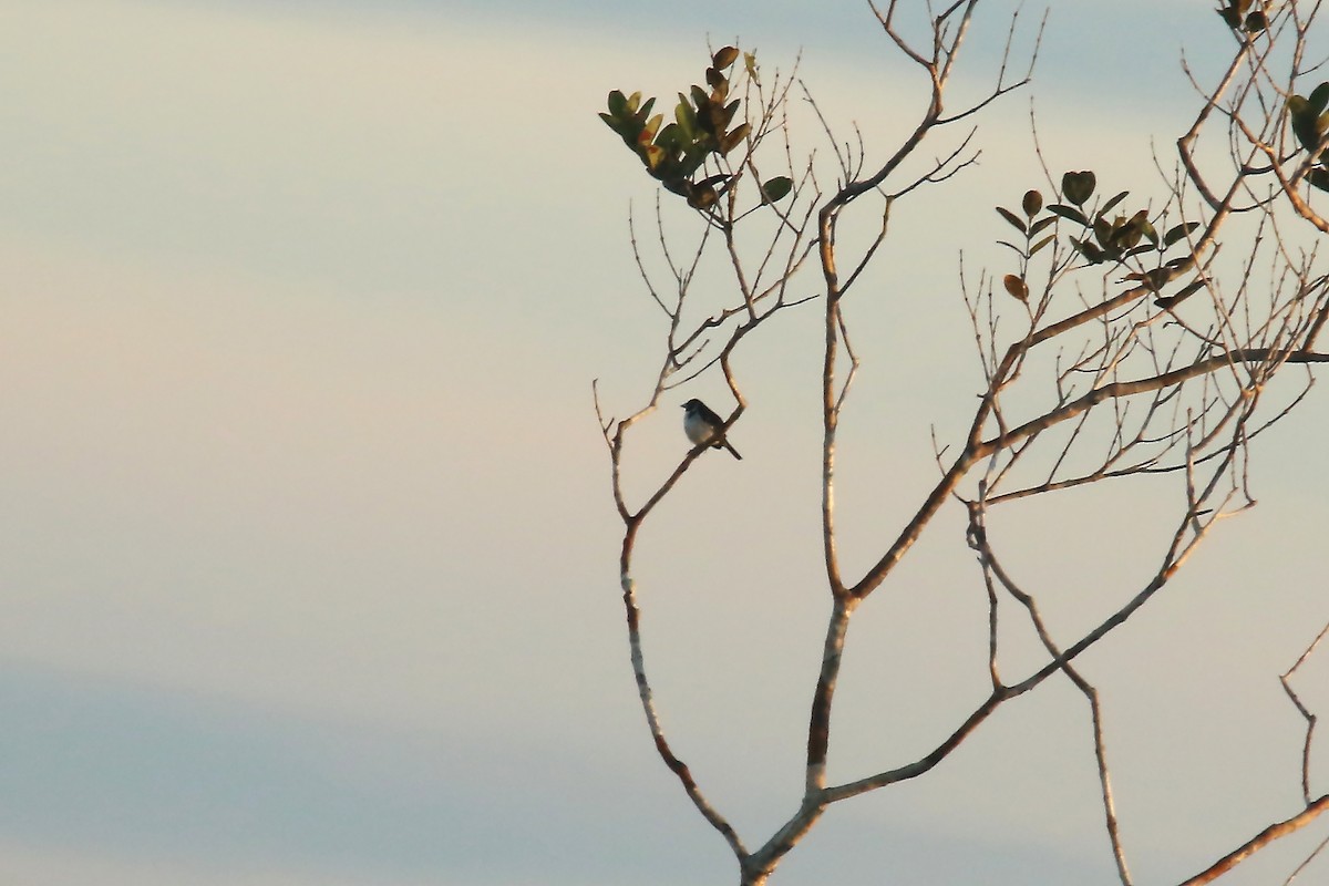 White-naped Seedeater - ML620879001