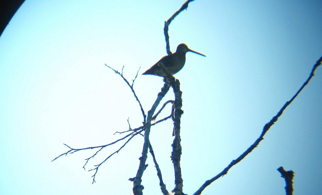 Wilson's Snipe - ML620879004