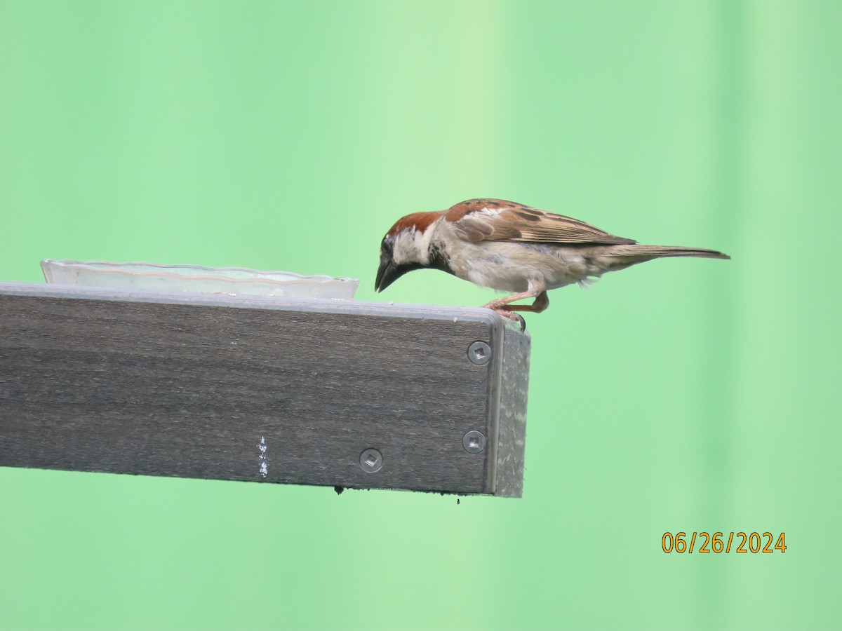 House Sparrow - ML620879008