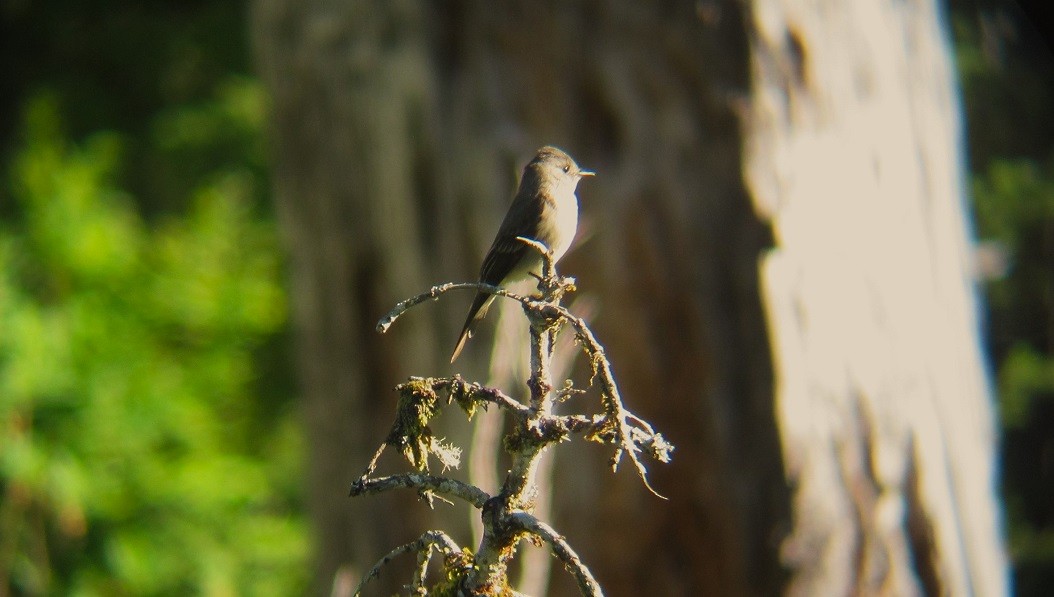 Western Flycatcher (Pacific-slope) - ML620879014