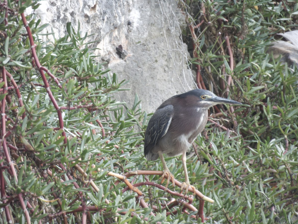 Green Heron - ML620879018